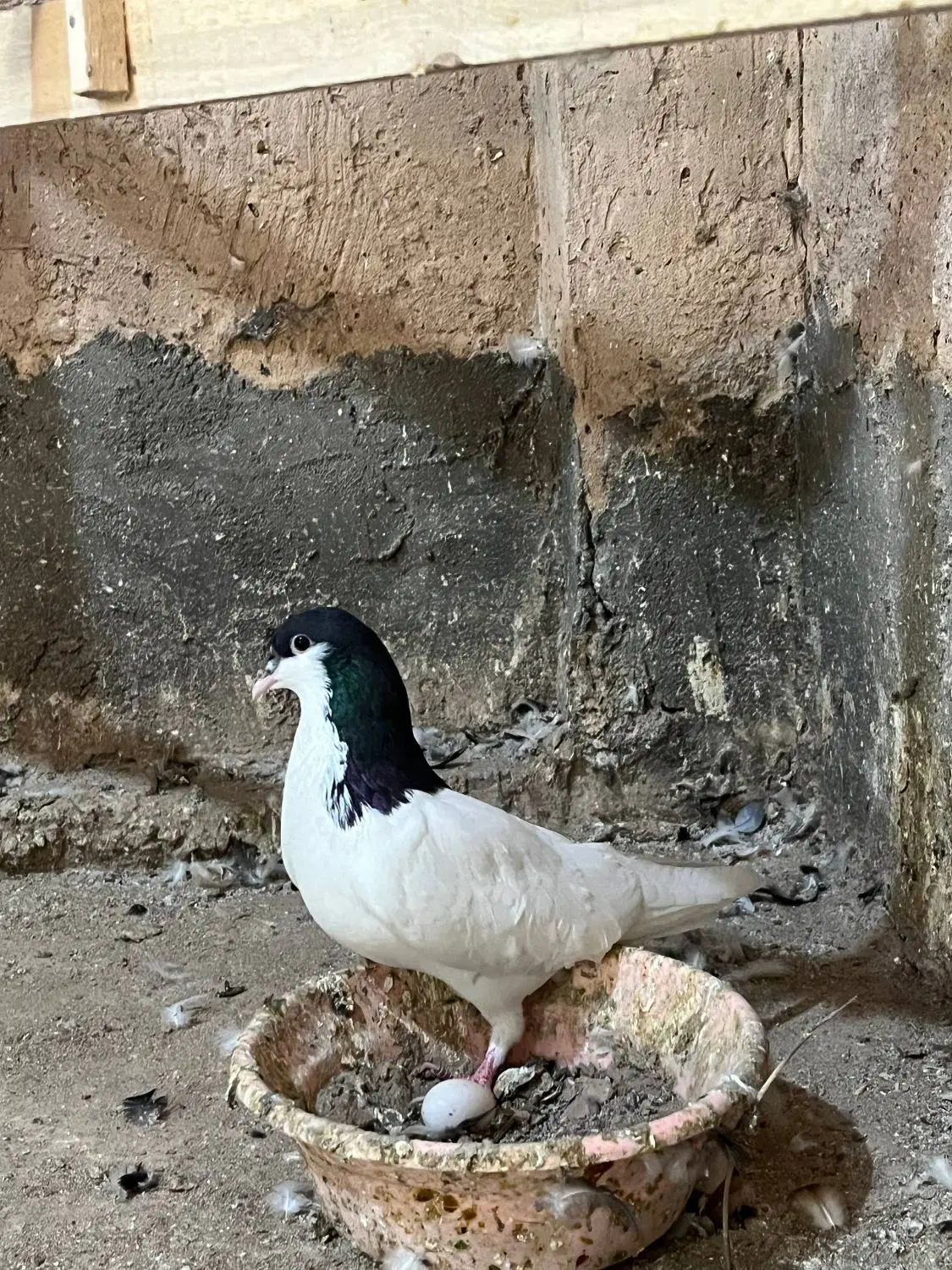 کبوتر|پرنده|تاکستان, |دیوار