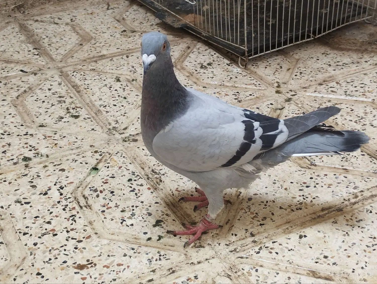 رنگه|پرنده|مشهد, قائم|دیوار