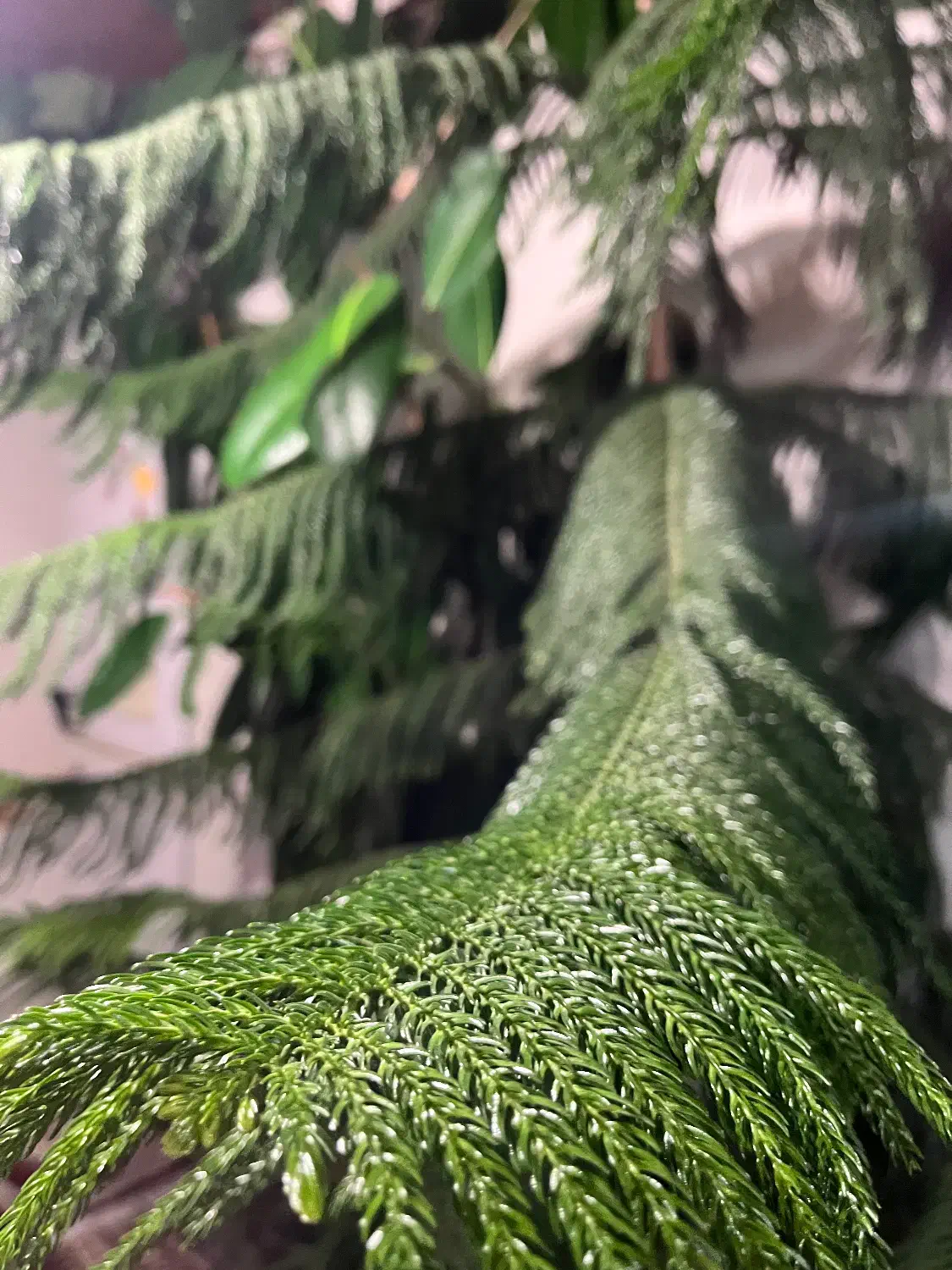 فروش|گل و گیاه طبیعی|خلخال, |دیوار