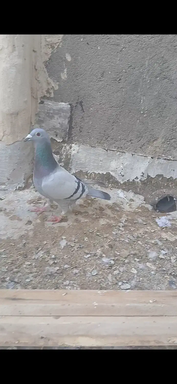 سبز ماده|پرنده|تربت جام, جامرود|دیوار