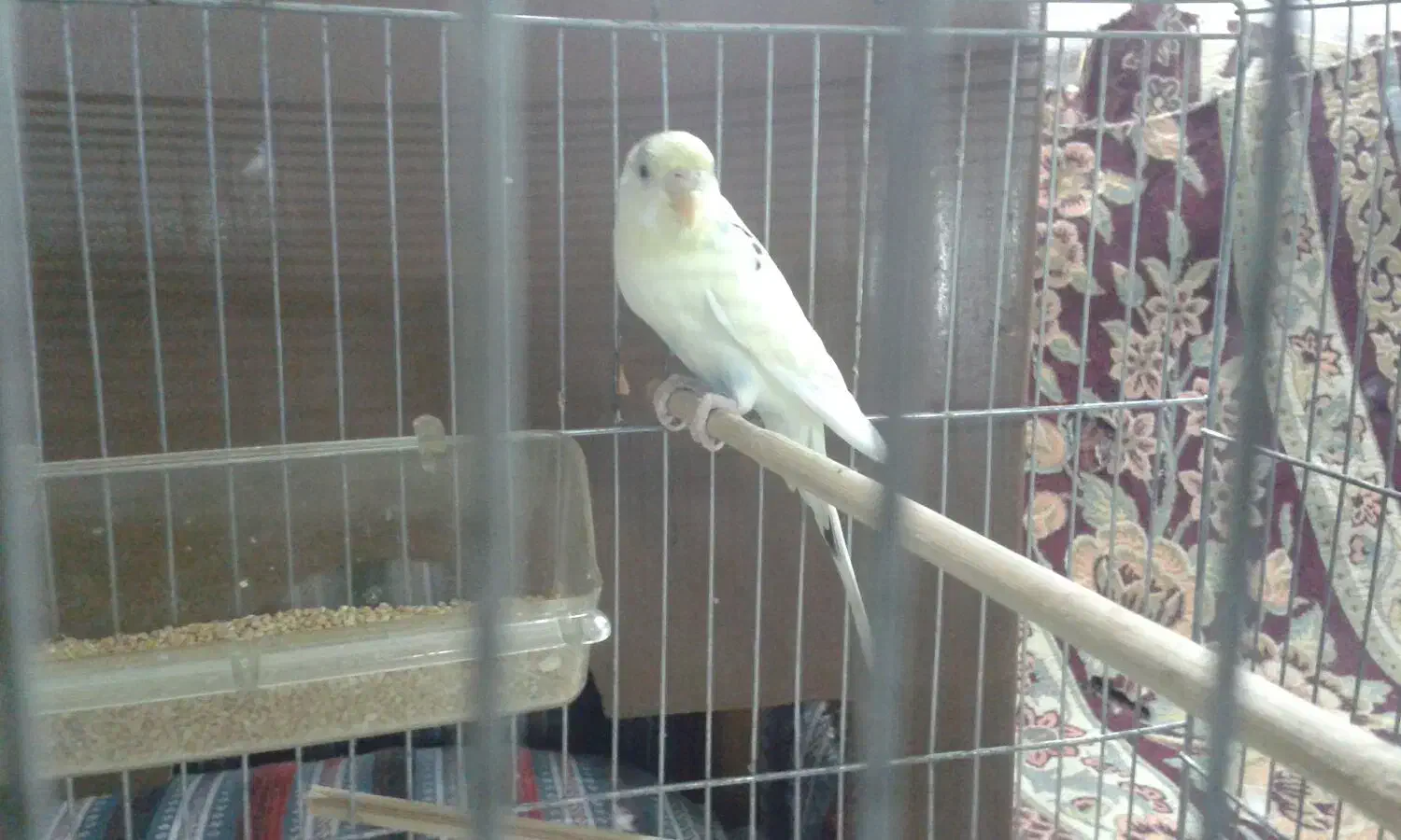 مرغ عشق|پرنده|تهران, شمسآباد|دیوار