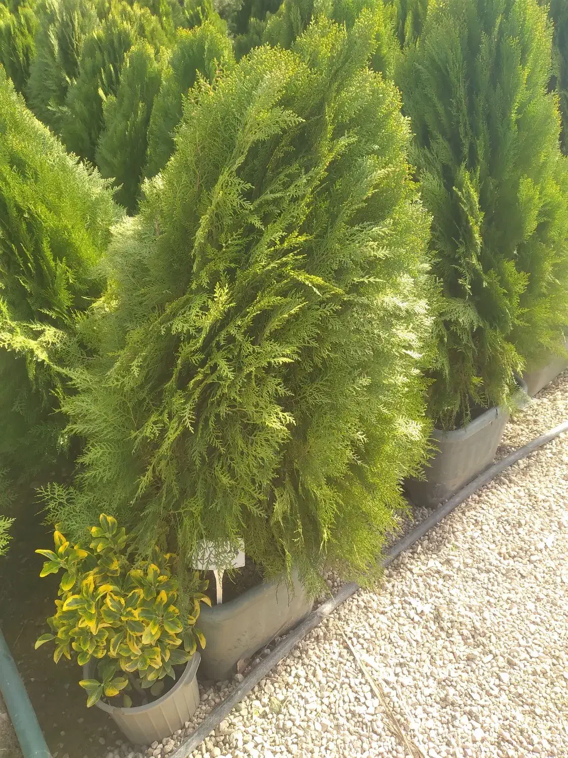 استخدام نگهبان ونظافتچی مجتمع مسکونی ش برف فروشان|استخدام سرایداری و نظافت|شیراز, شهرک برف فروشان|دیوار