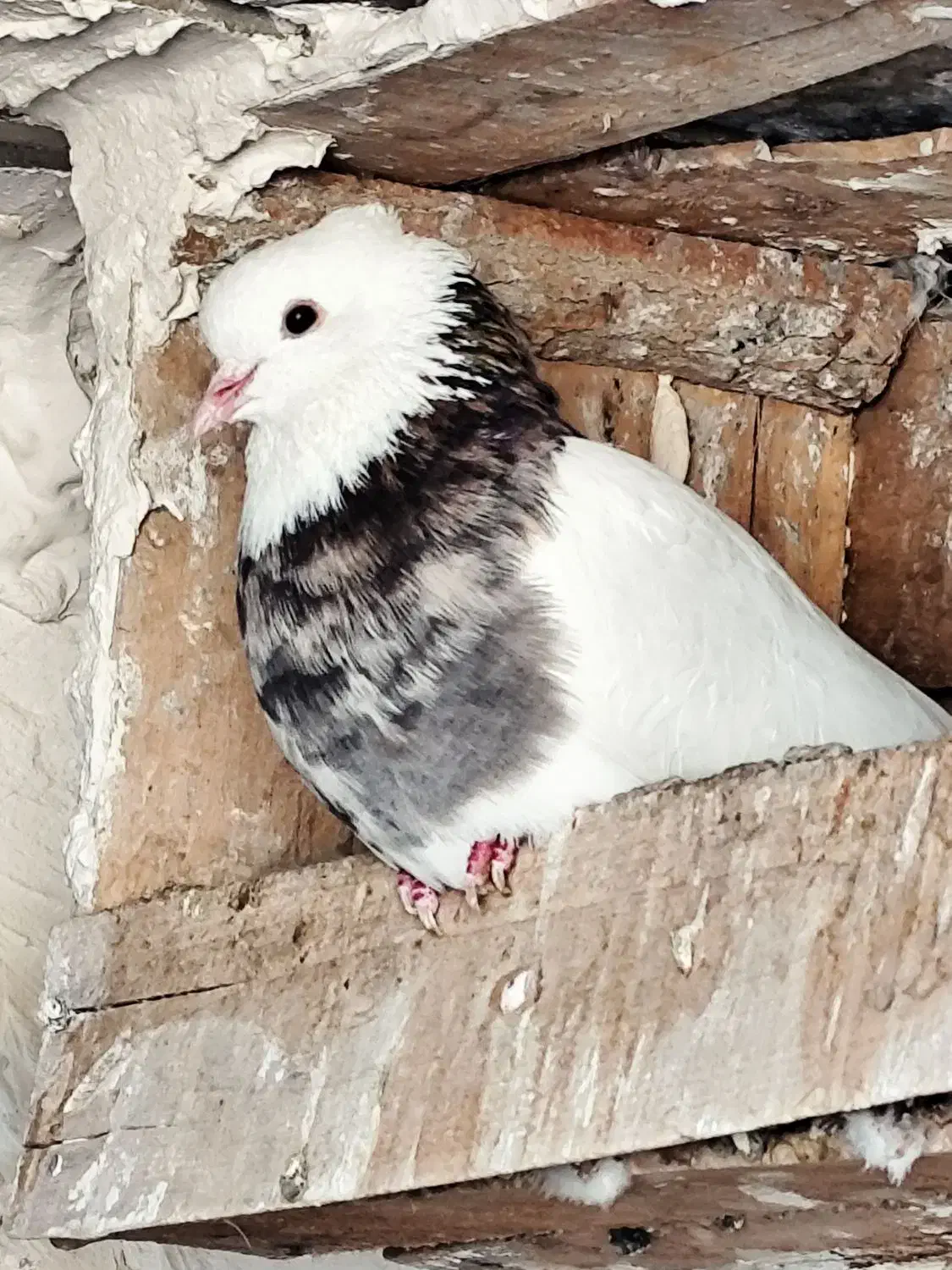 طوقی درجه یک|پرنده|خرمشهر, |دیوار