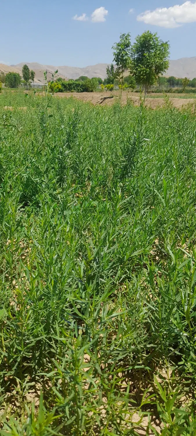 سبزی|خوردنی و آشامیدنی|سنندج, |دیوار