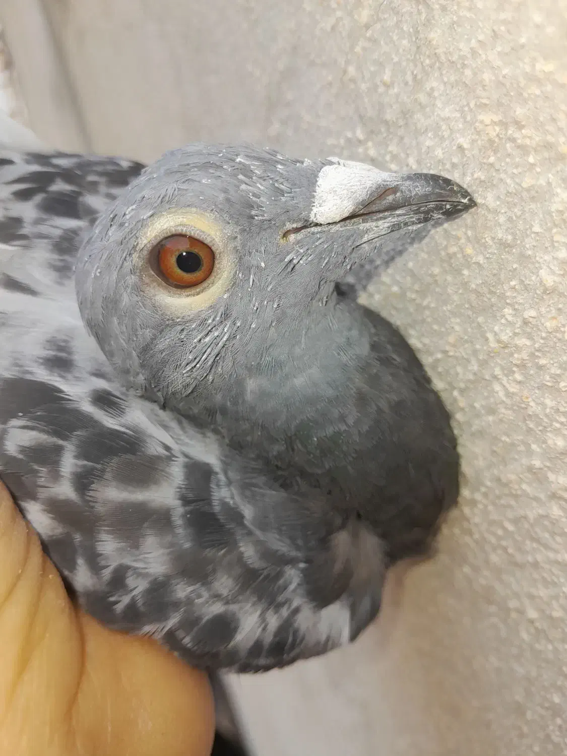 زرهی نر|پرنده|مسجد سلیمان, |دیوار