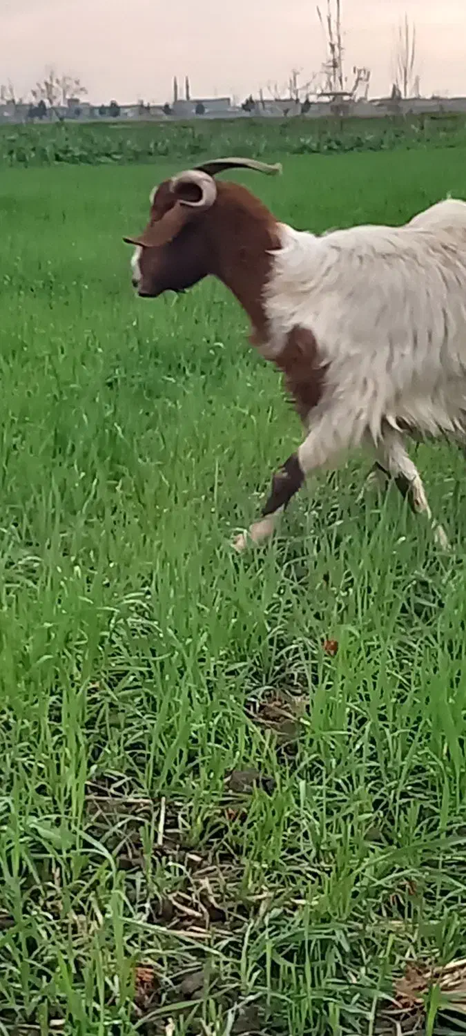 بزماده|حیوانات مزرعه|خان ببین, |دیوار