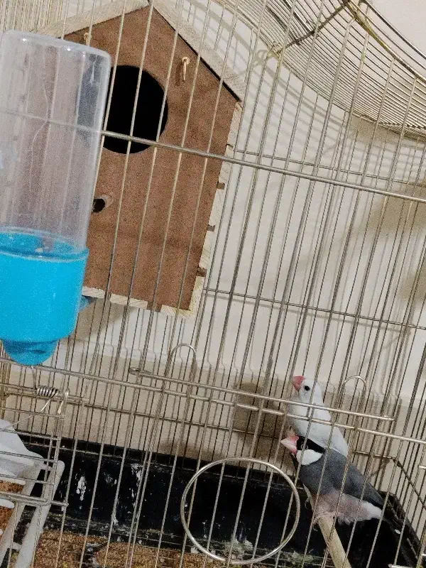 فنچ نرگسی|پرنده|بم, |دیوار