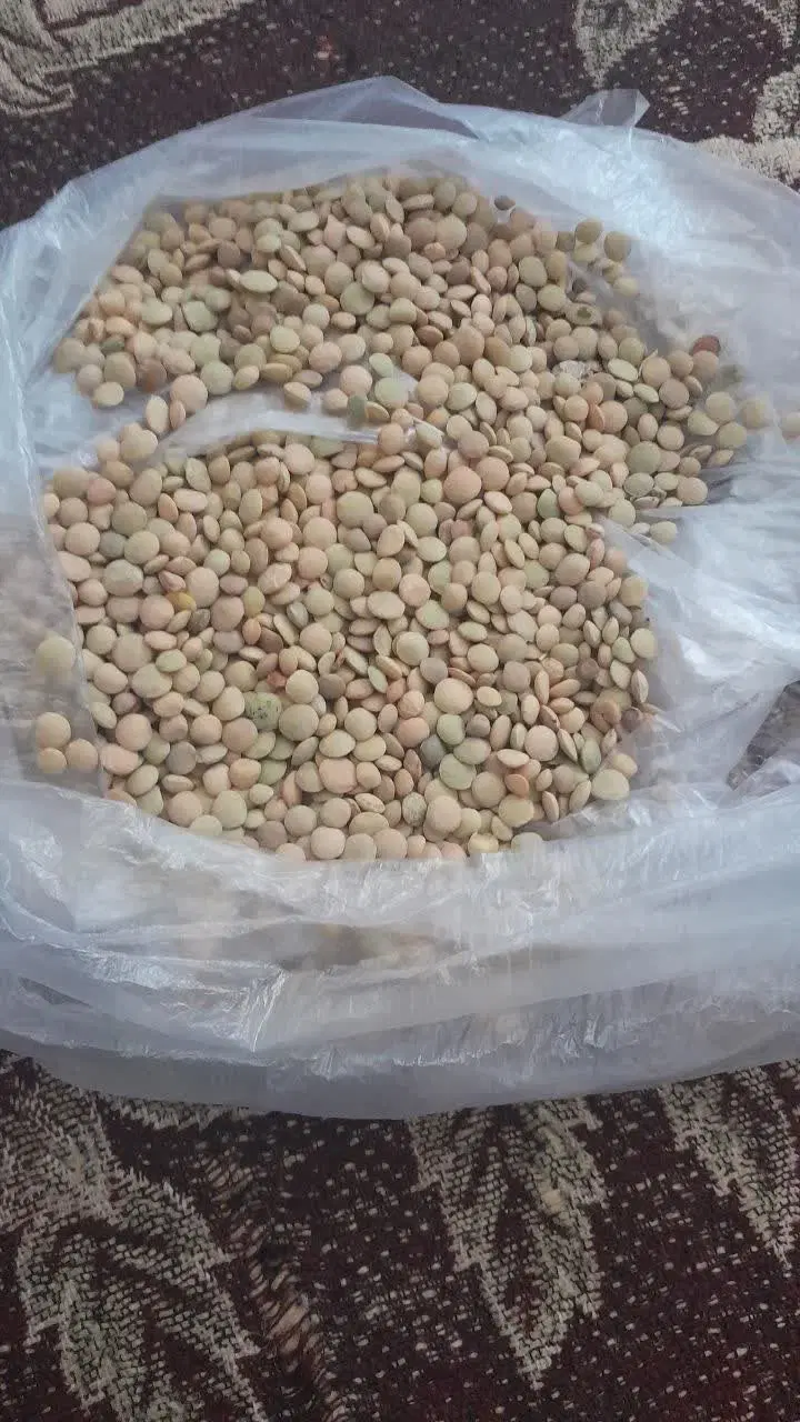 عدس|خوردنی و آشامیدنی|دورود, |دیوار