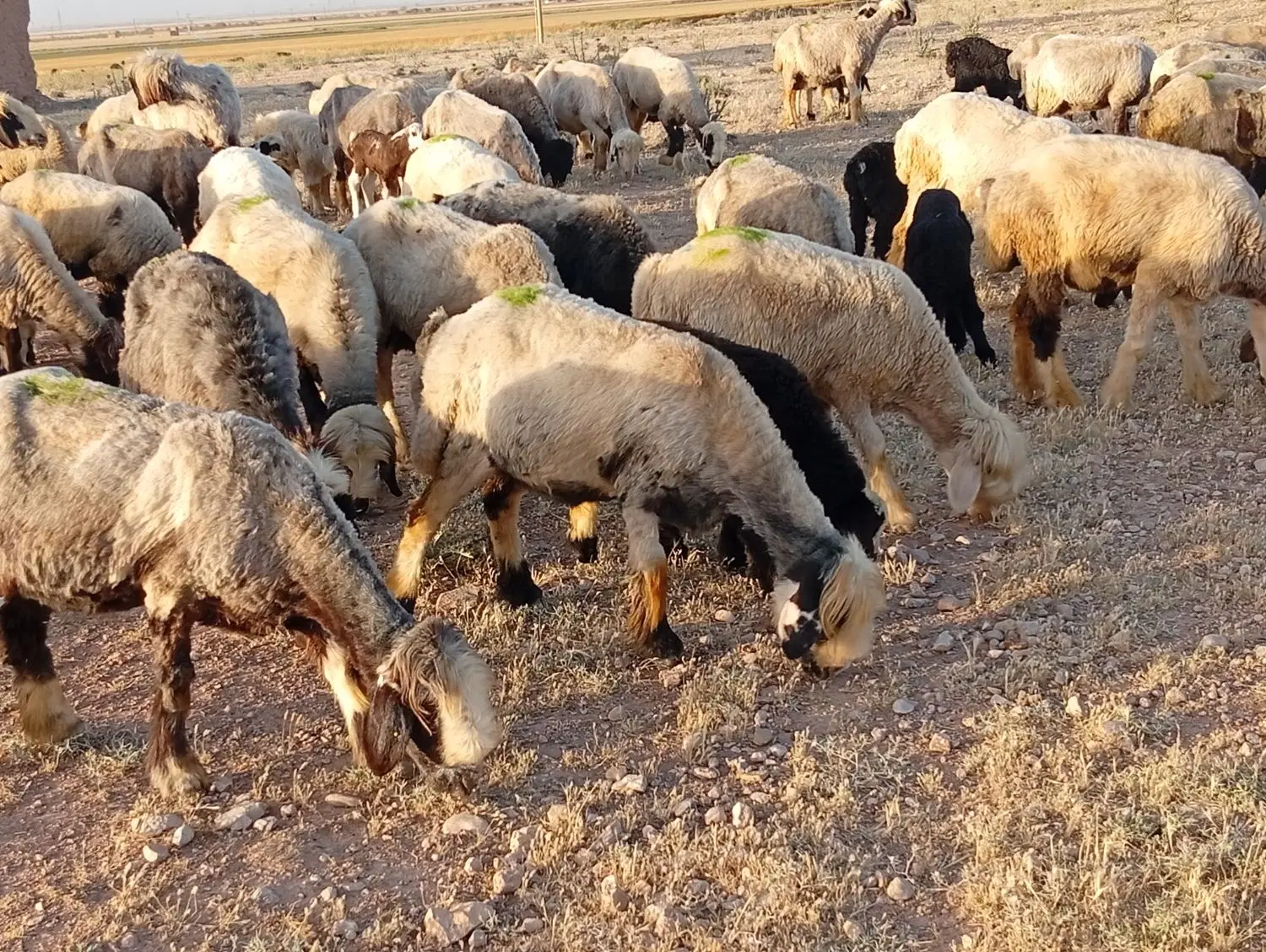 میش|حیوانات مزرعه|شیراز, داریون|دیوار