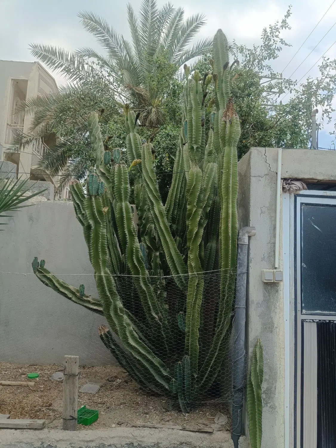 کاکتوس|گل و گیاه طبیعی|بندر کنگان, |دیوار