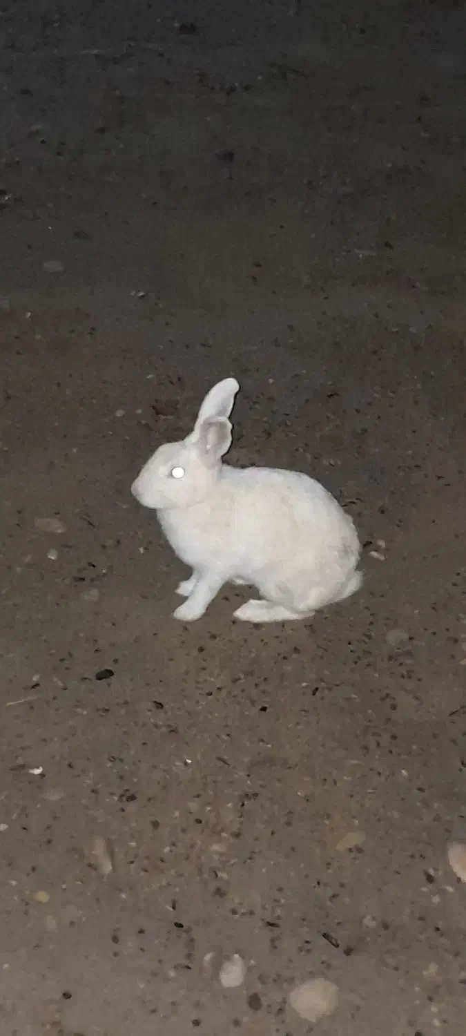 خرگوش|موش و خرگوش|بندرعباس, |دیوار