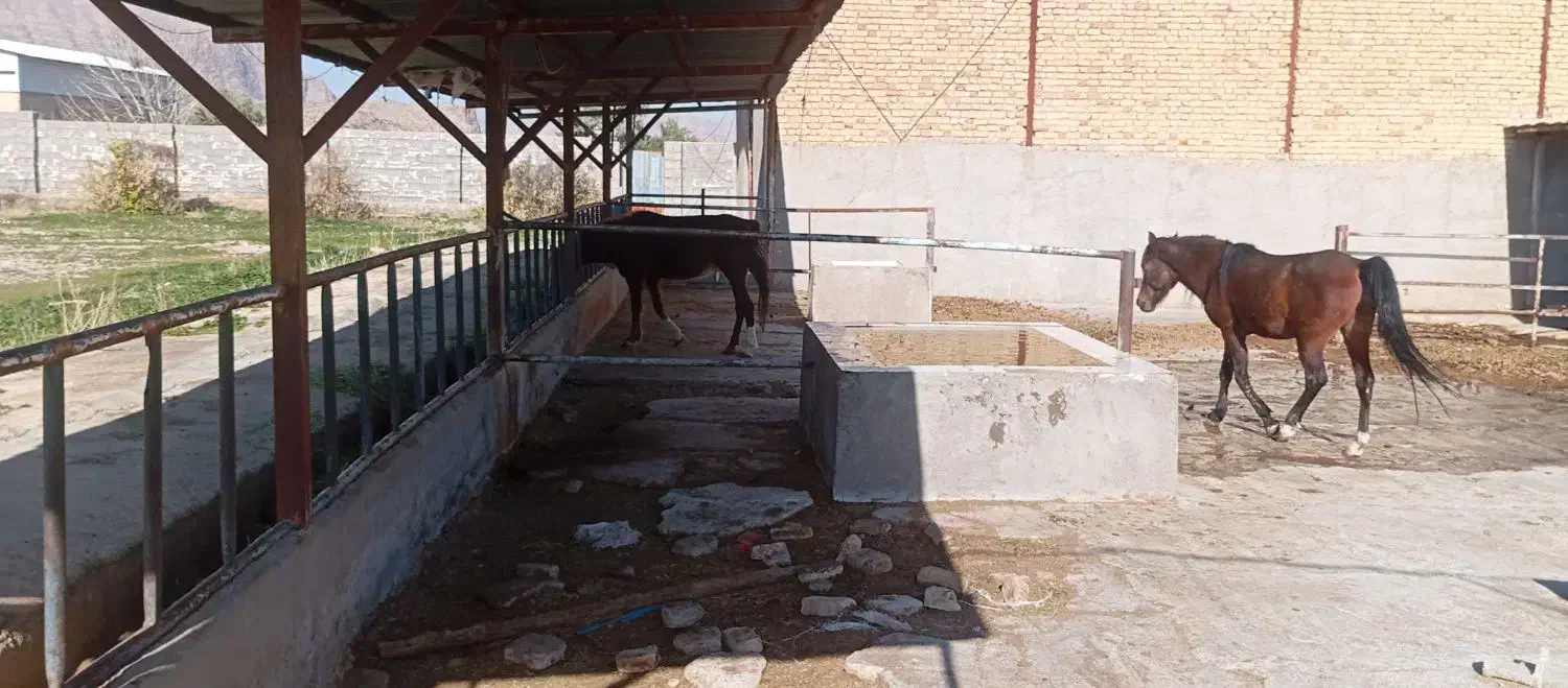 اسب|لوازم جانبی حیوانات|ششده و قره بلاغ, |دیوار