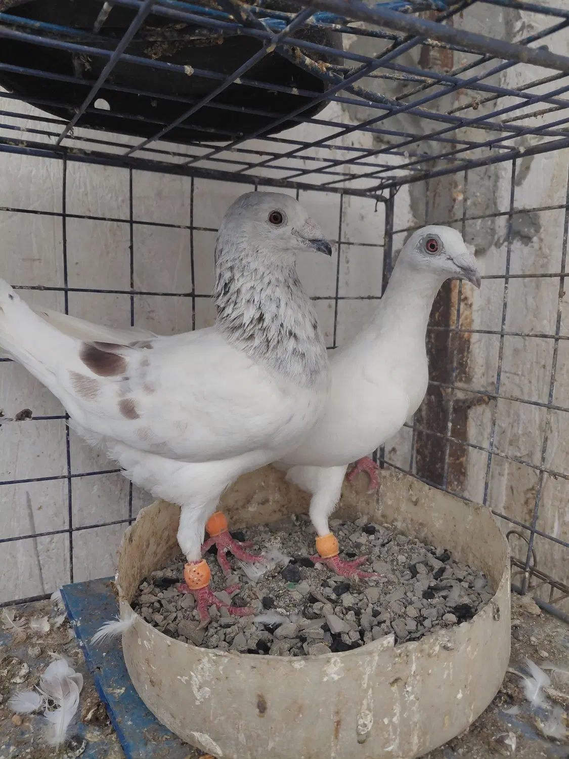 کبوتر|پرنده|گرگان, |دیوار