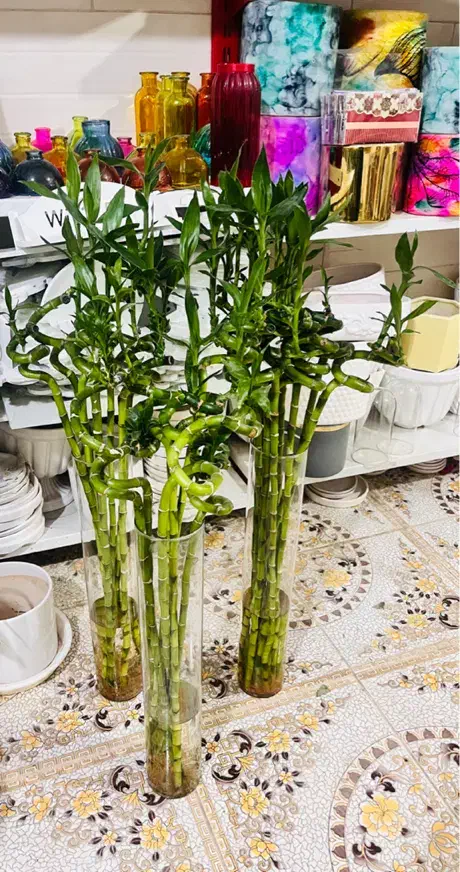 بامبو|گل و گیاه طبیعی|شیراز, کوشک بیدک|دیوار