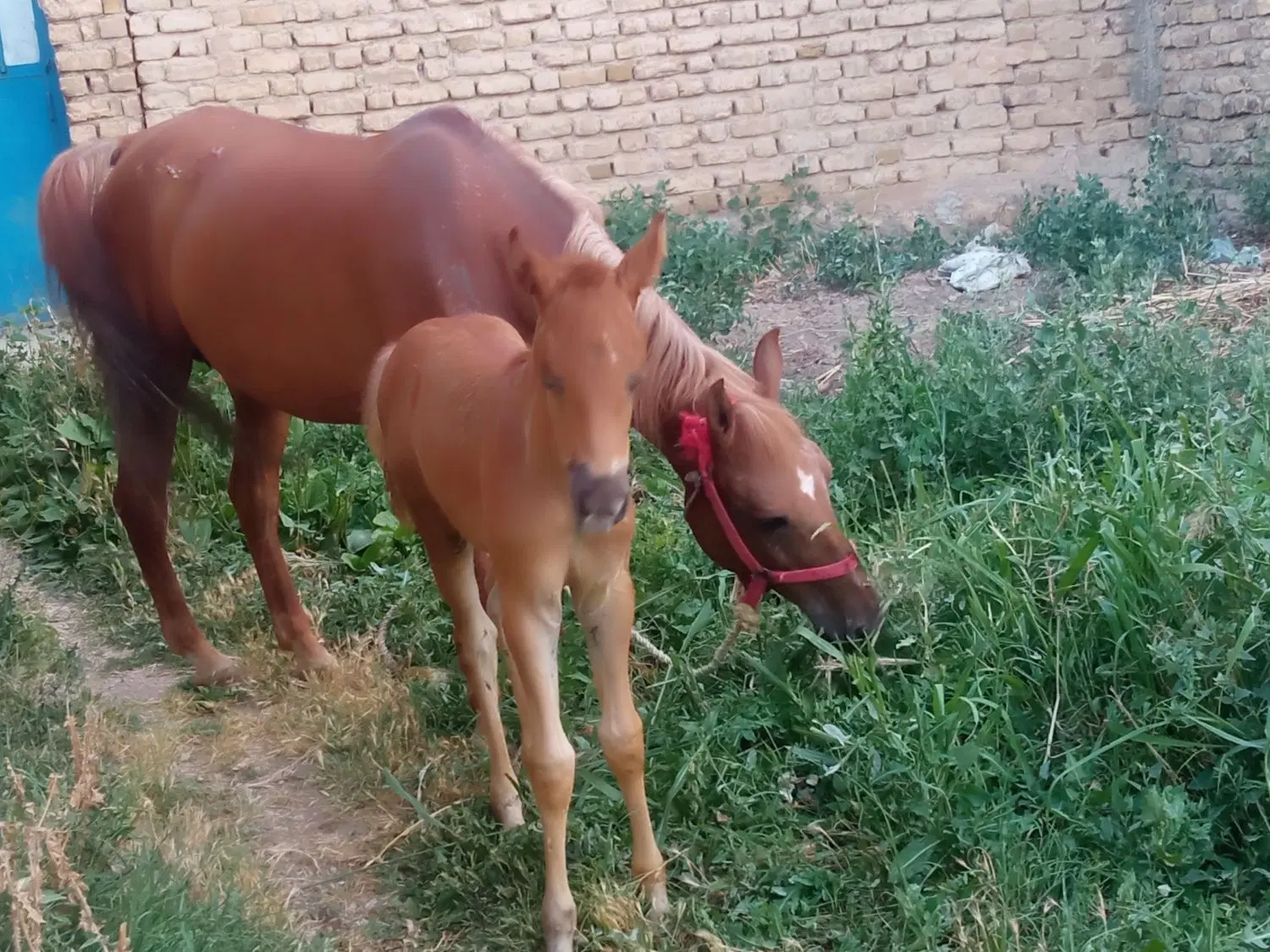 اسب|اسب و تجهیزات اسب‌سواری|زنجان, |دیوار