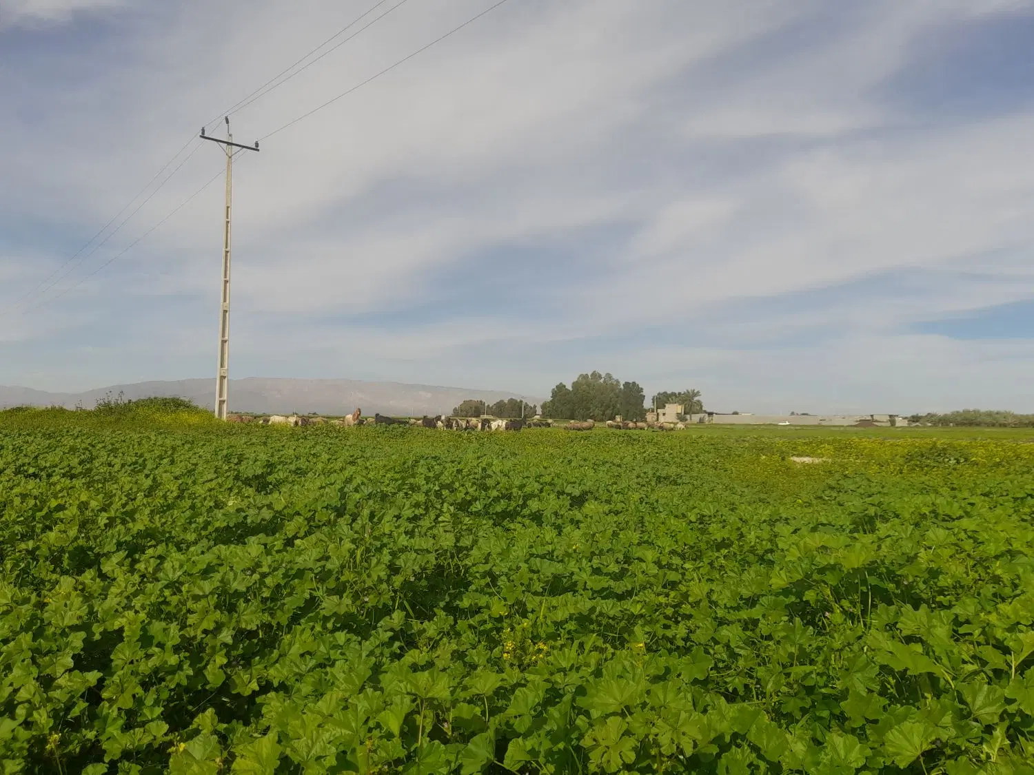 تصویر 2