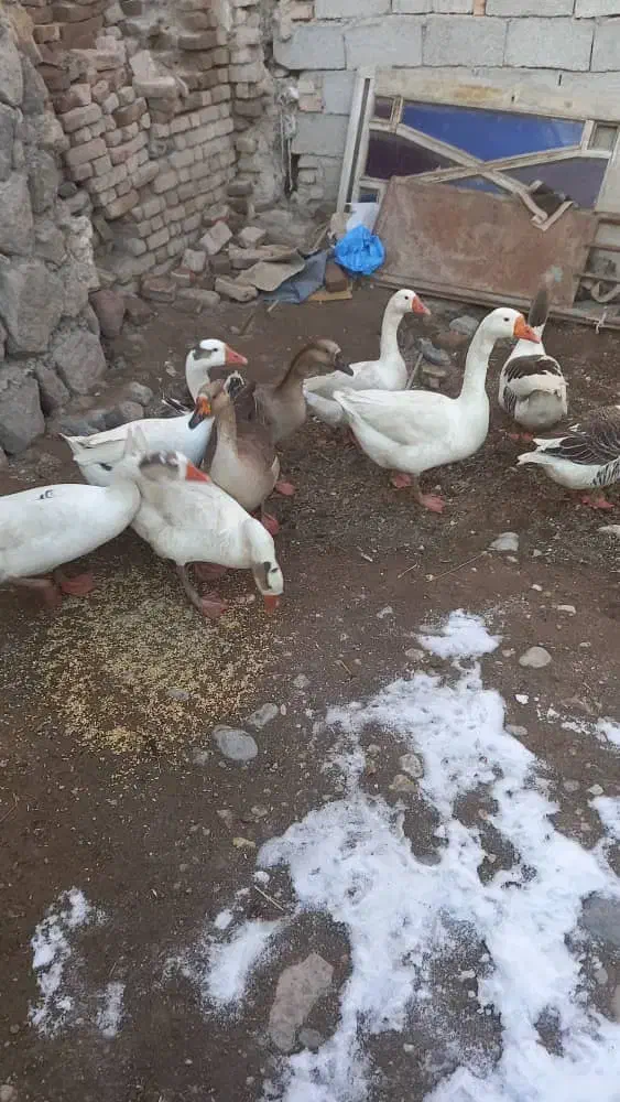 غاز محلی|حیوانات مزرعه|سرعین, |دیوار