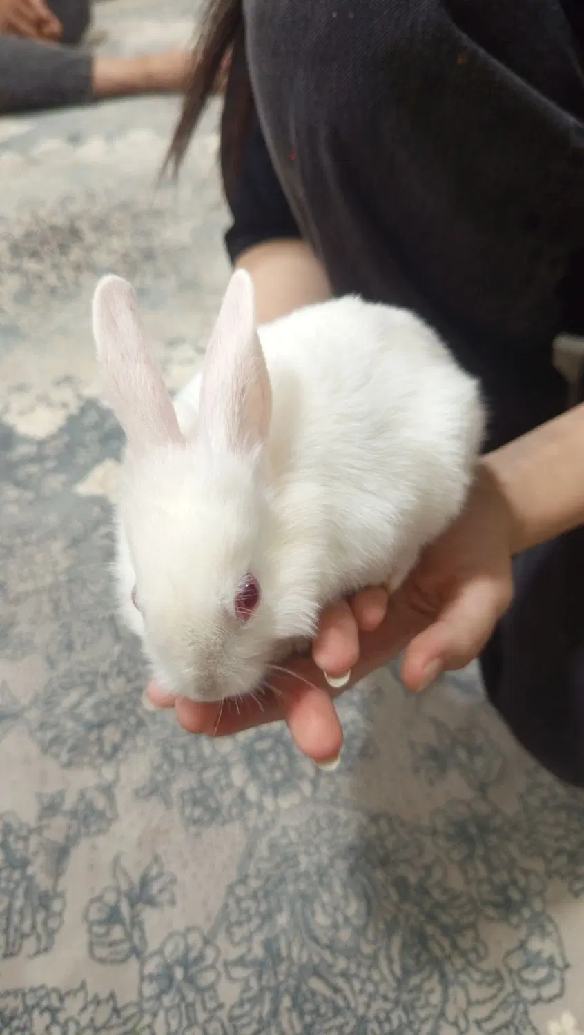 خرگوش|موش و خرگوش|همدان, |دیوار
