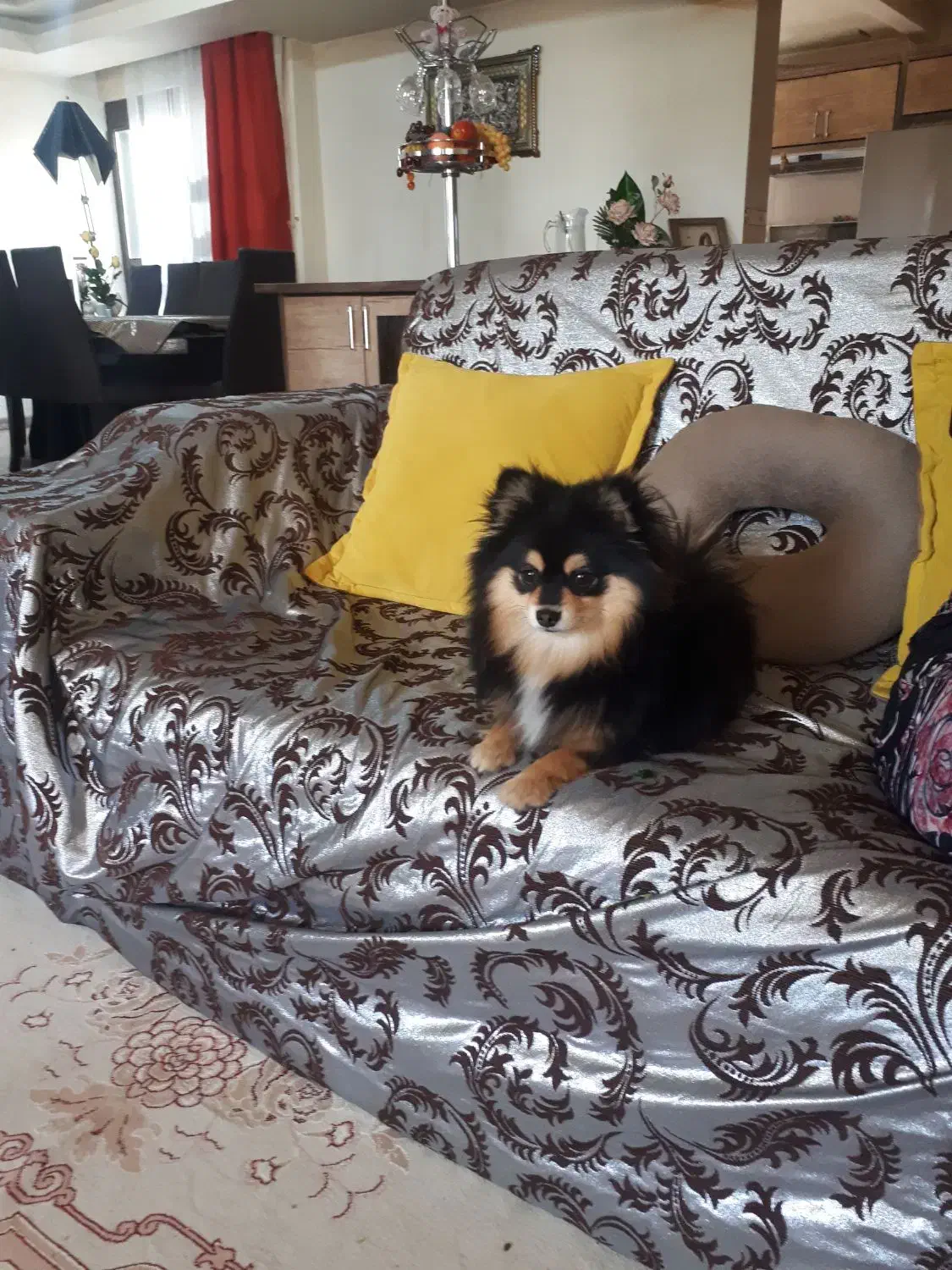 سگ پاپی|حیوانات|مبارکه, |دیوار