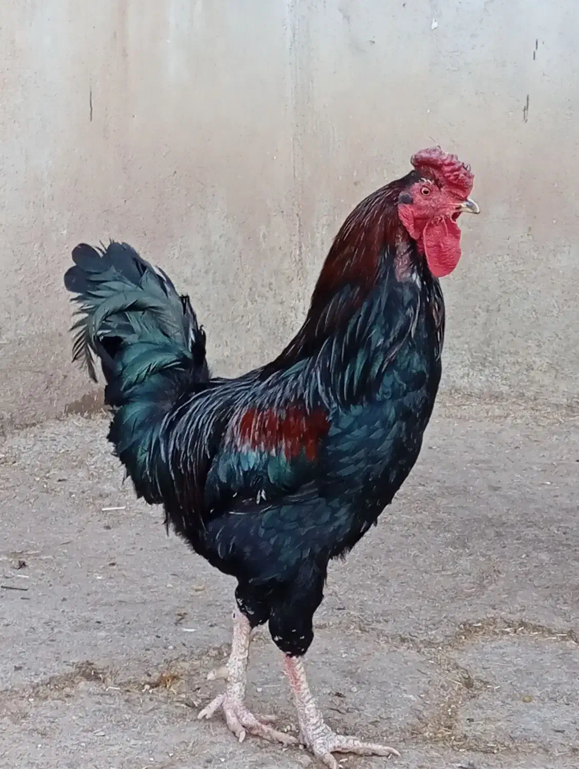 خروس محلی|حیوانات مزرعه|جوانرود, |دیوار