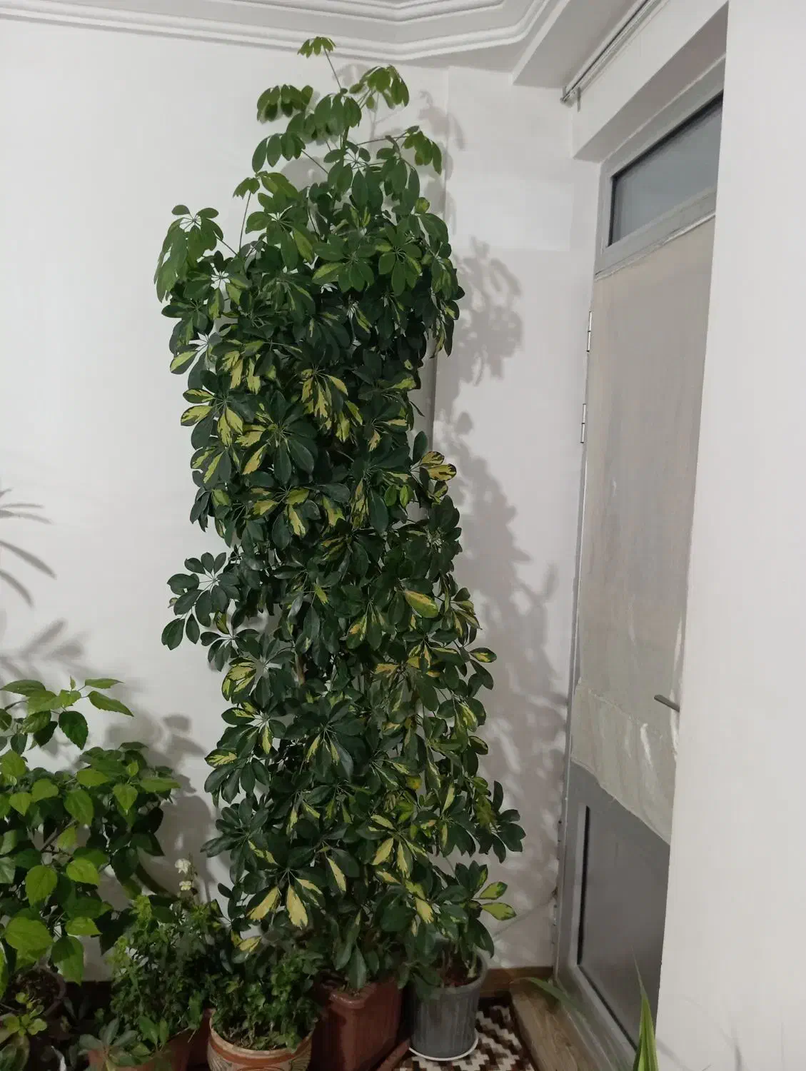 گل طبیعی|گل و گیاه طبیعی|اهر, |دیوار