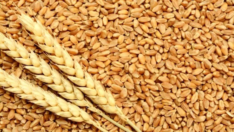 گندم|خوردنی و آشامیدنی|اردبیل, |دیوار