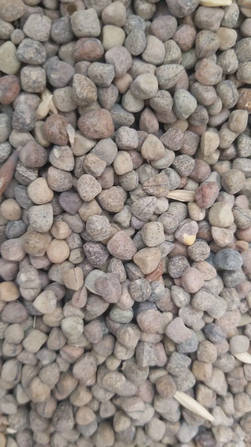 گندم|خوردنی و آشامیدنی|مبارکه, |دیوار