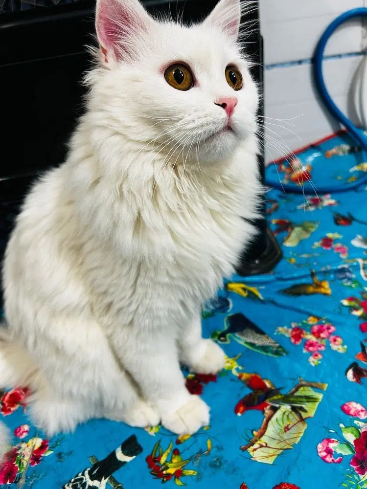 گربه|گربه|سیرجان, |دیوار