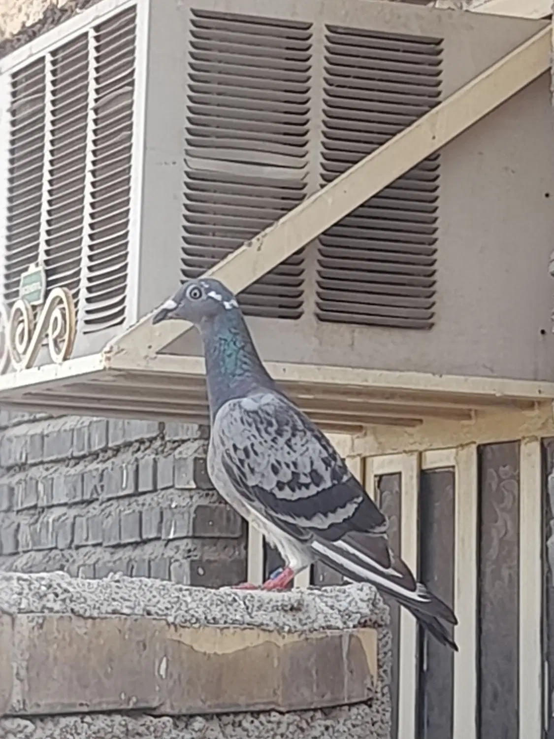 پرنده|پرنده|شادگان, |دیوار