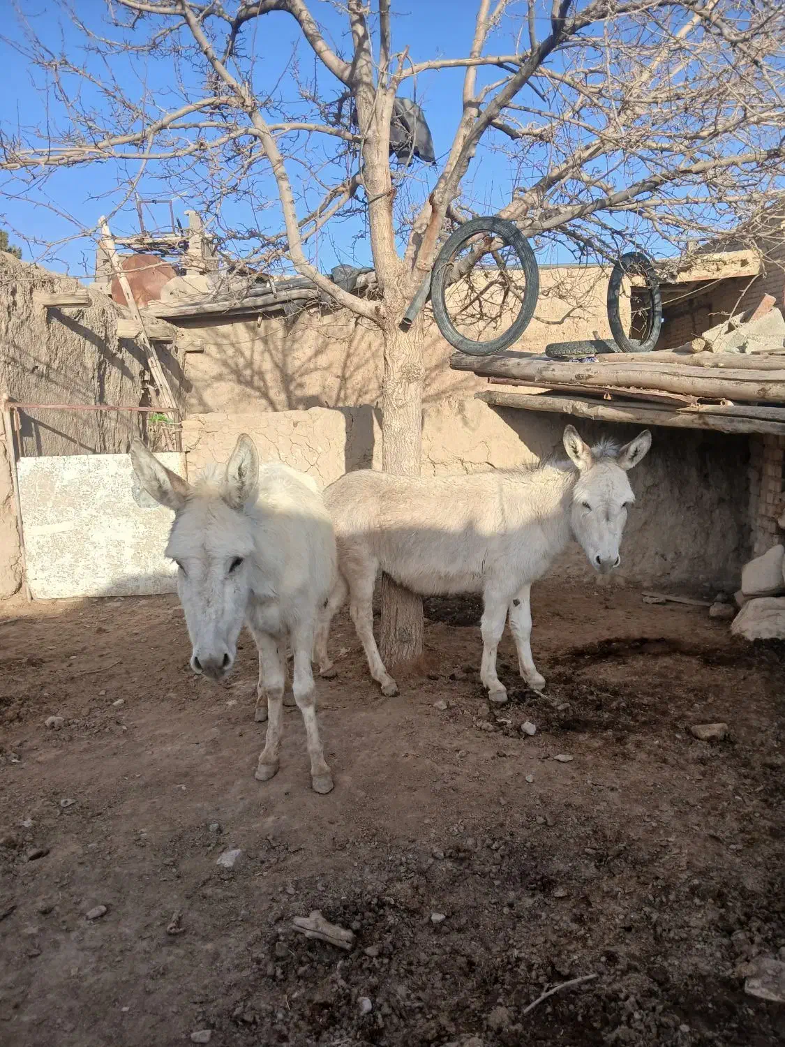 الاغ|حیوانات مزرعه|نیشابور, ماروسک|دیوار