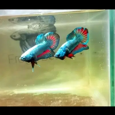 Betta Fish|ماهی|تبریز, |دیوار