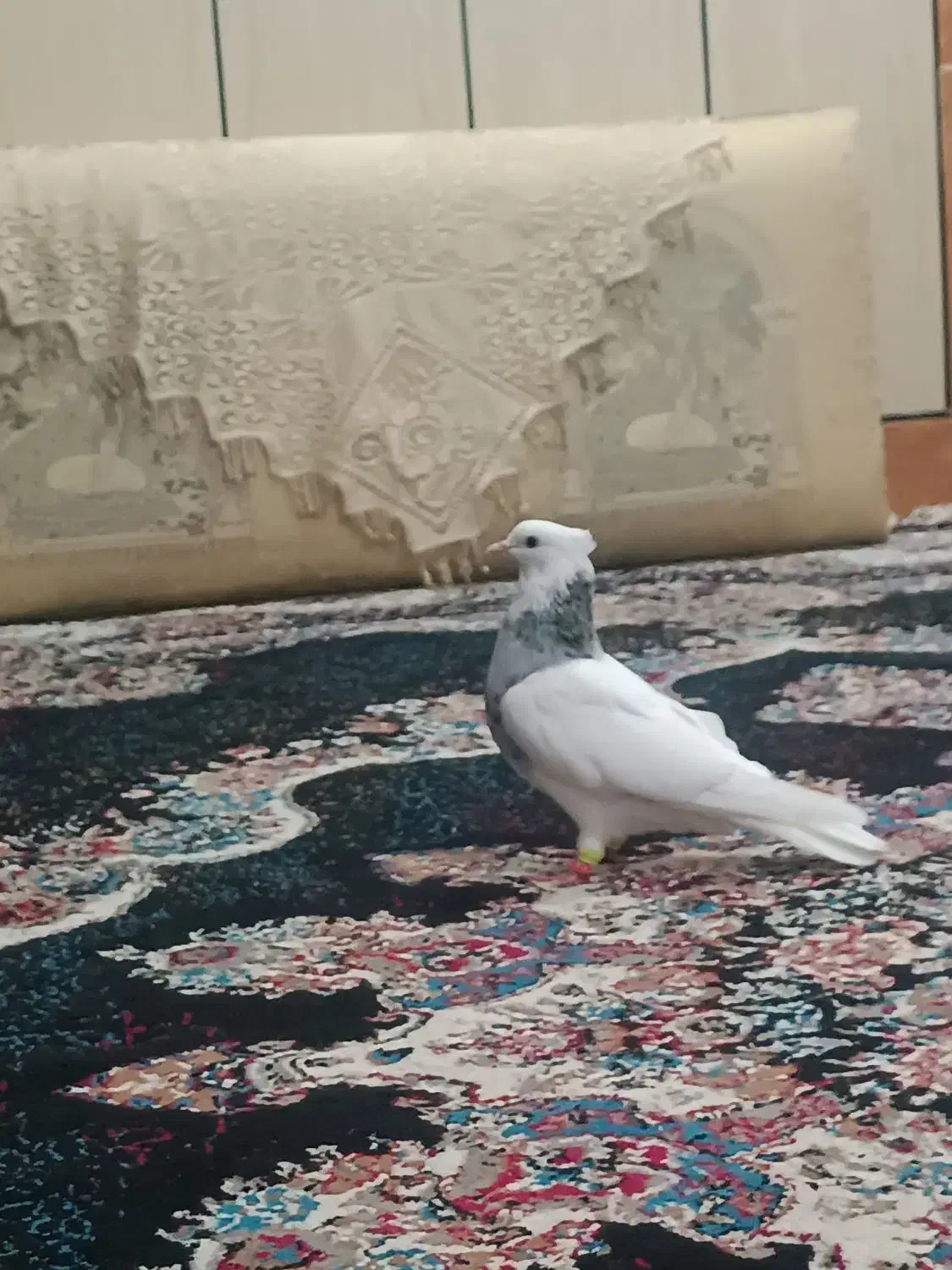 طوقی|حیوانات|شوشتر, |دیوار