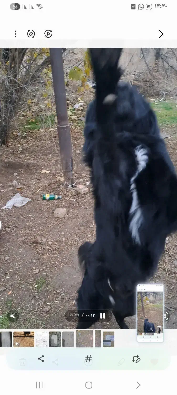 سگ گمشده|حیوانات|خرمآباد, |دیوار