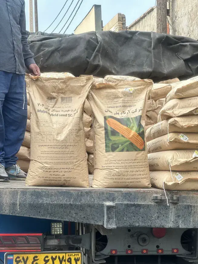 ذرت علوفهای مغان ۷۰۴ ارتام|گل و گیاه طبیعی|کازرون, |دیوار