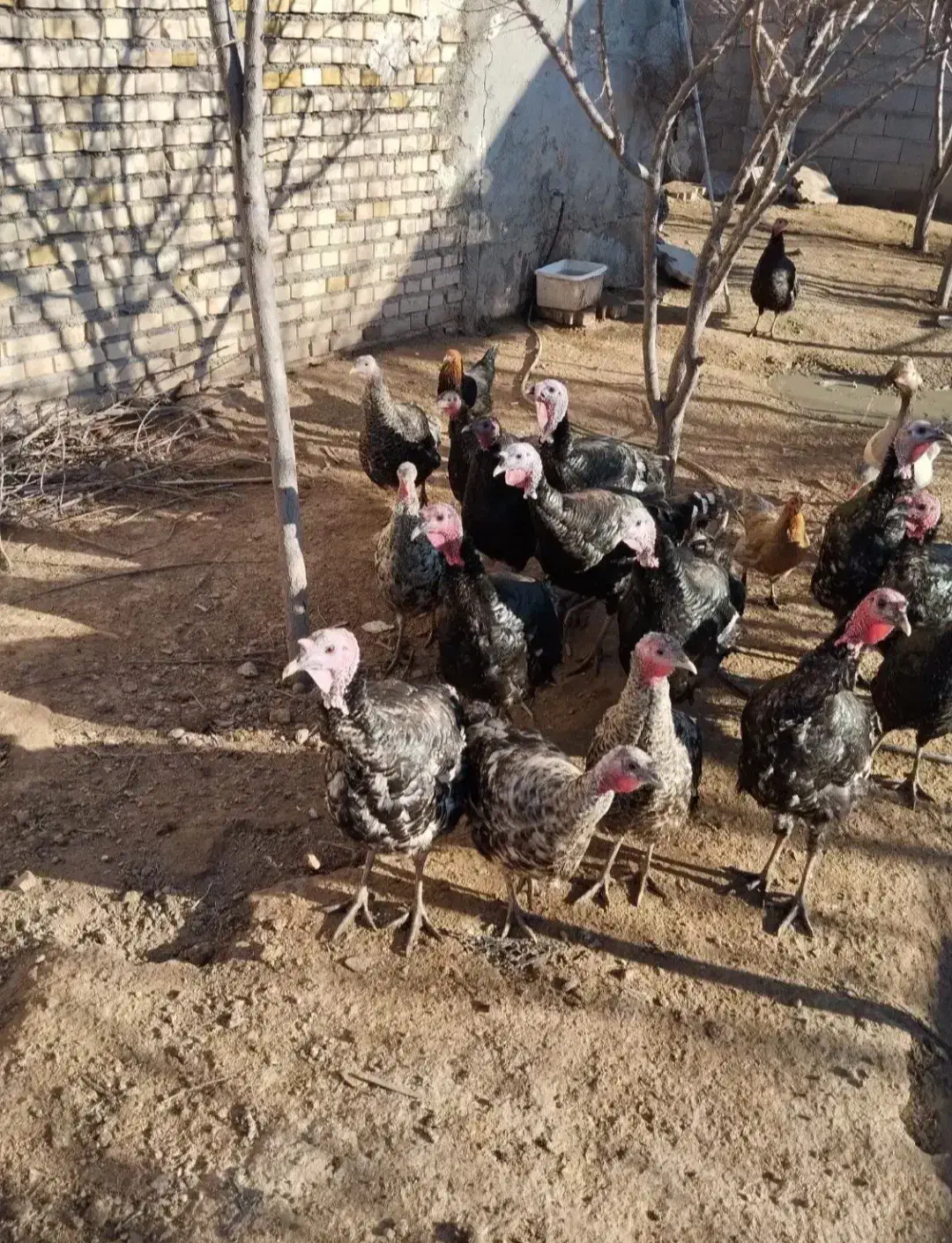 بوغل|حیوانات مزرعه|فاروج, |دیوار