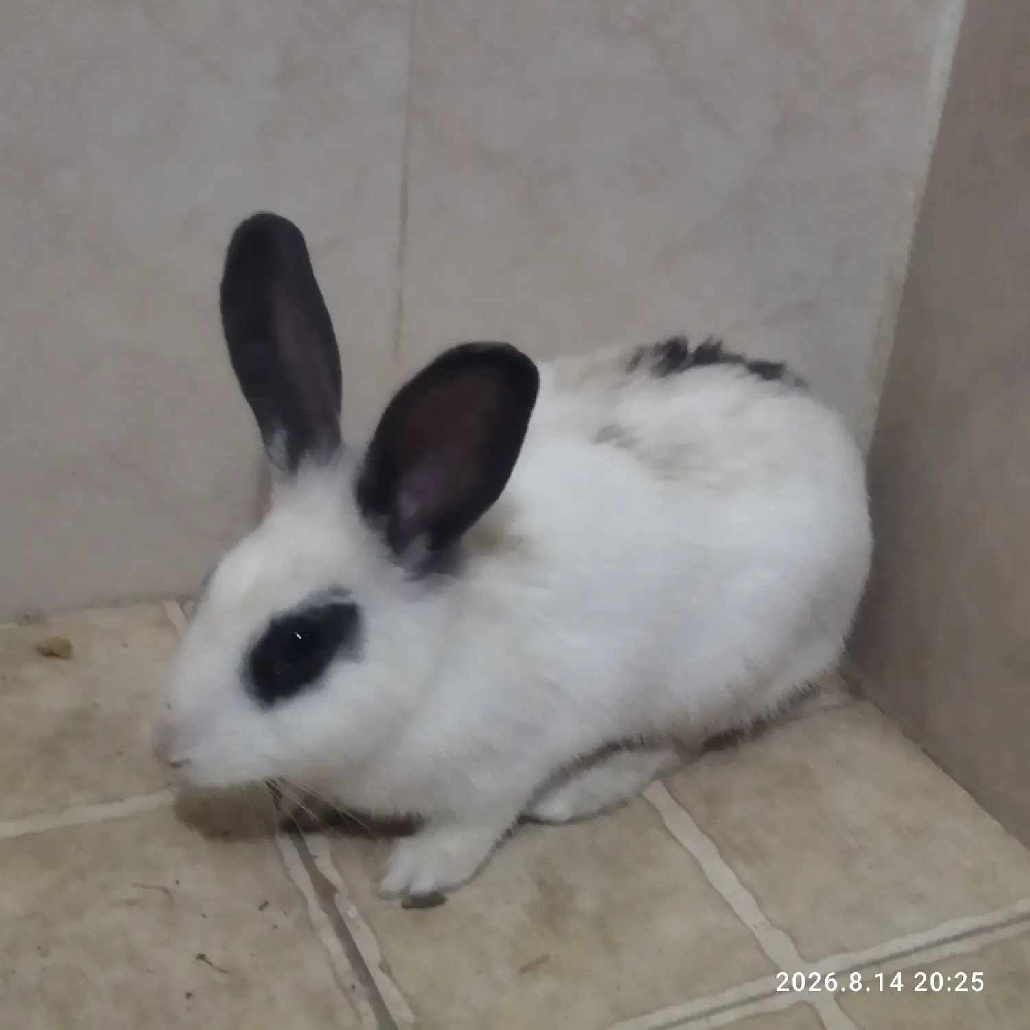 خرگوش|موش و خرگوش|بیرجند, |دیوار