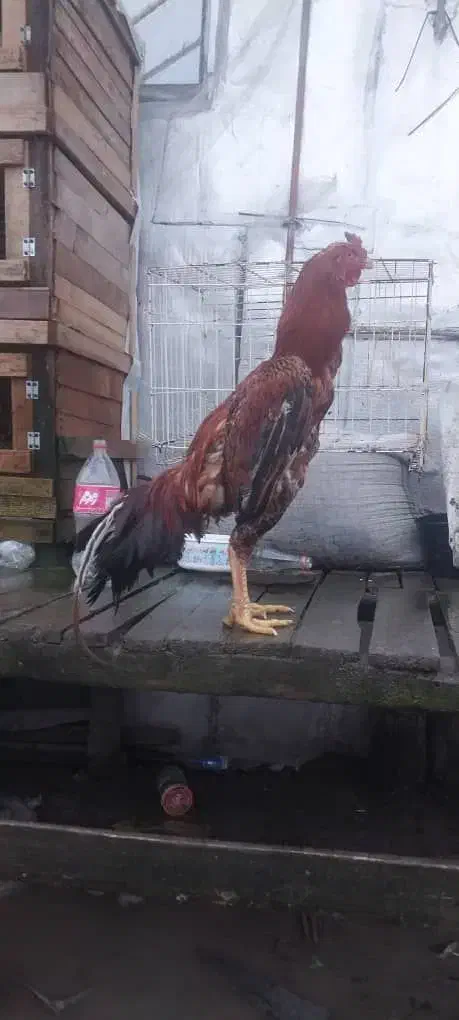 خروس لاری|حیوانات مزرعه|لاهیجان, بازکیاگوراب|دیوار