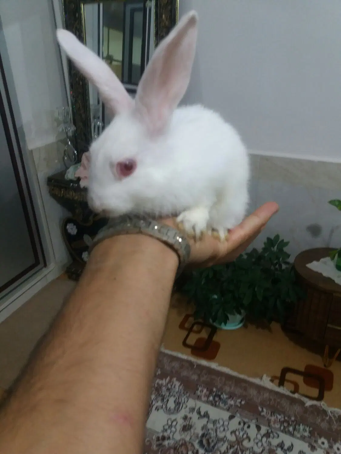خرگوش|موش و خرگوش|مرند, |دیوار