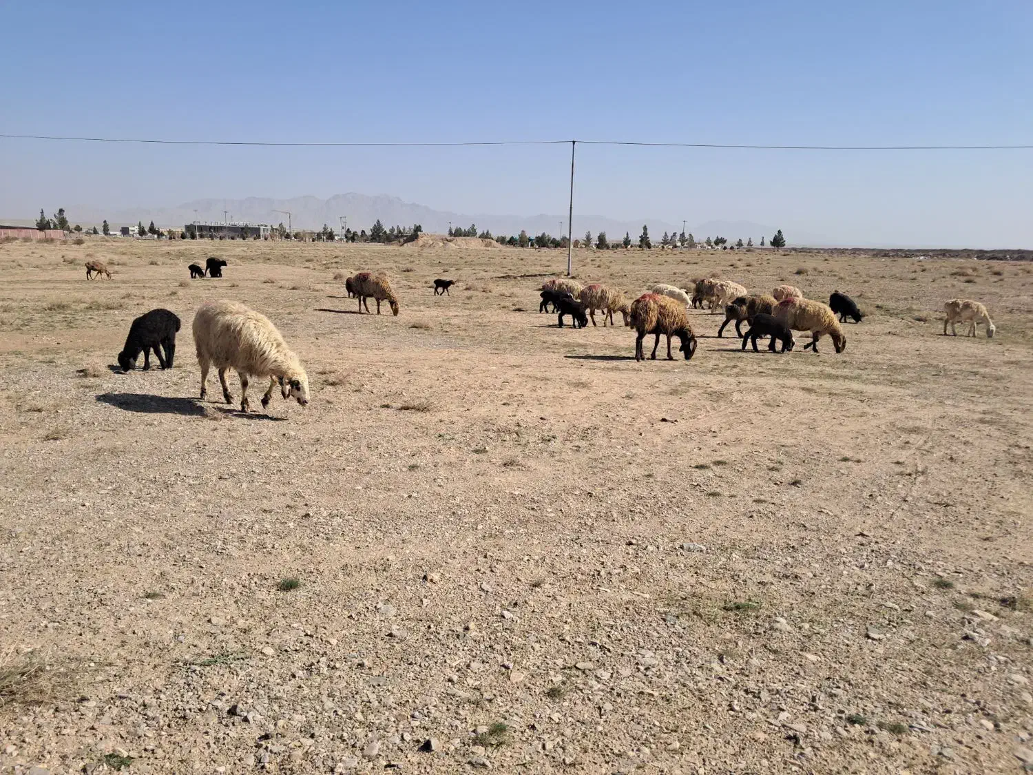 میش زاییده|حیوانات مزرعه|زیرکوه, |دیوار