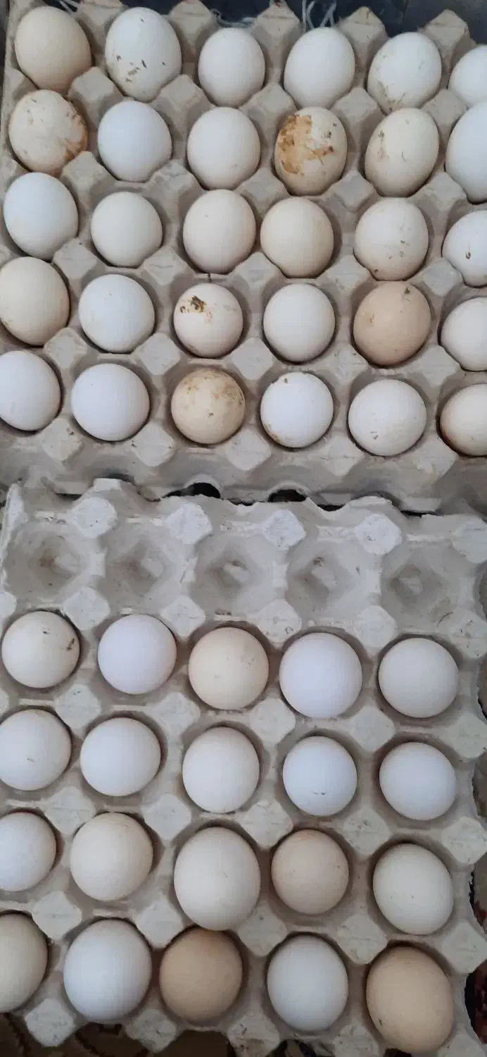 تخم مرغ محلی|خوردنی و آشامیدنی|اهرم, |دیوار