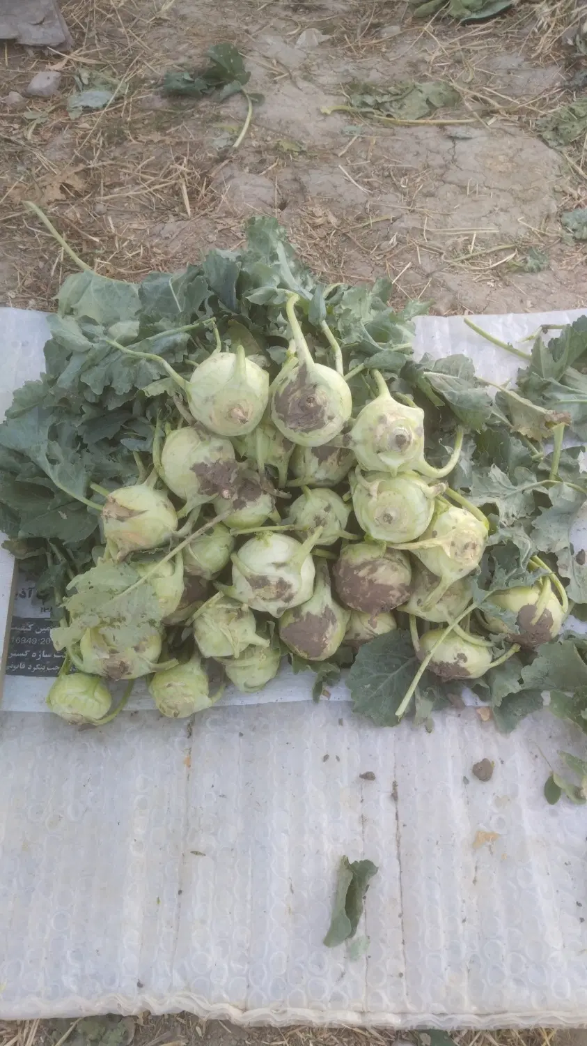 کلم سر|خوردنی و آشامیدنی|فیروزآباد (فارس), |دیوار