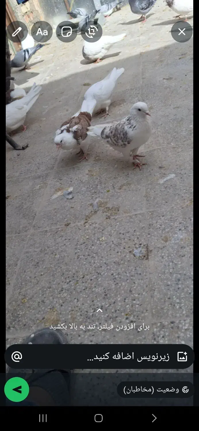 گم شده|پرنده|یزد, |دیوار