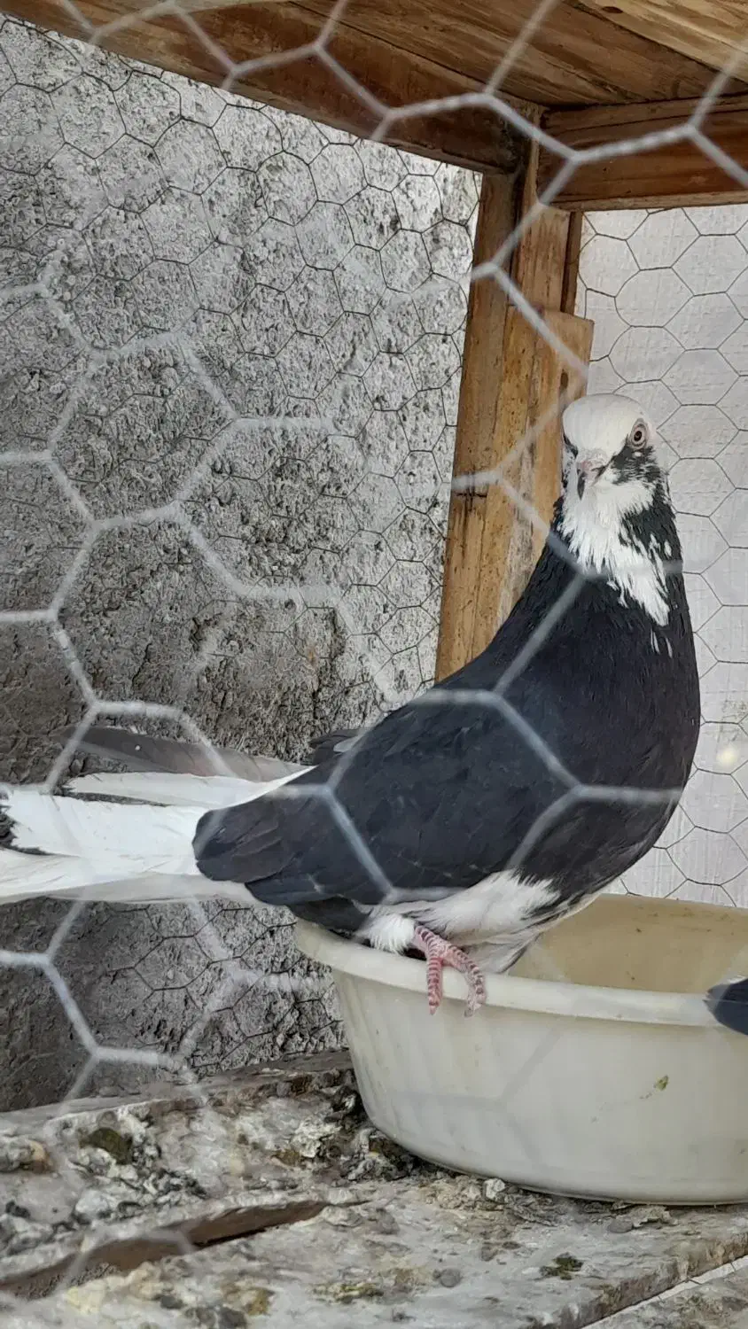 کفتر|پرنده|آران و بیدگل, |دیوار