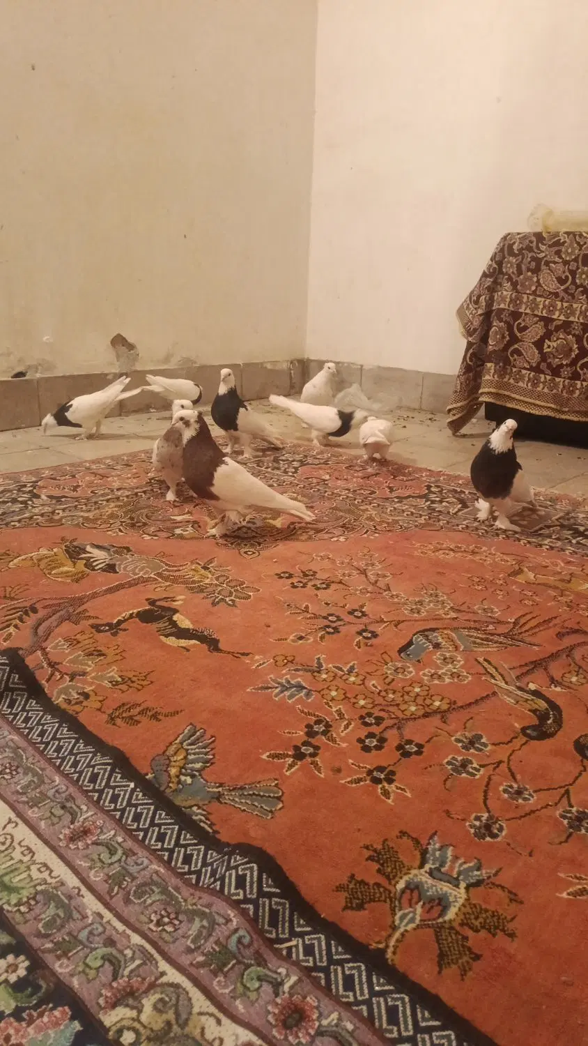 طوقی|پرنده|نگار, |دیوار