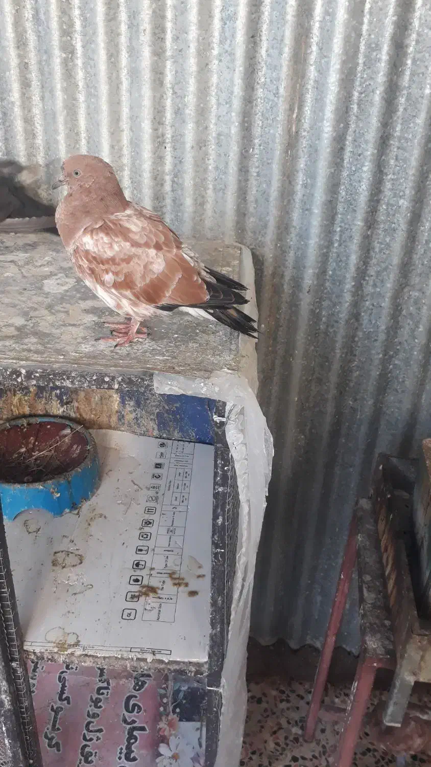 کبوتر|پرنده|ایذه, |دیوار