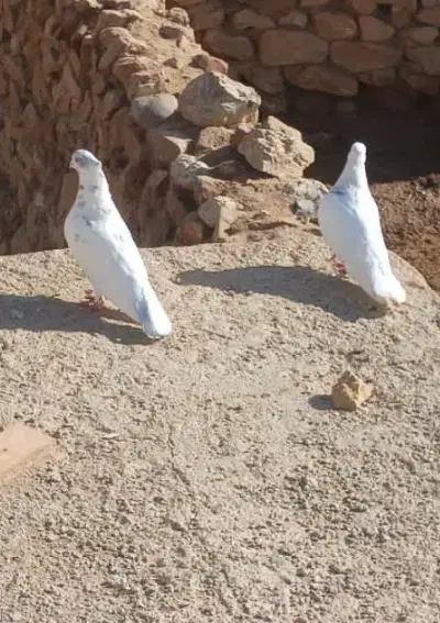 کفتر|پرنده|شیروان (خراسان), |دیوار