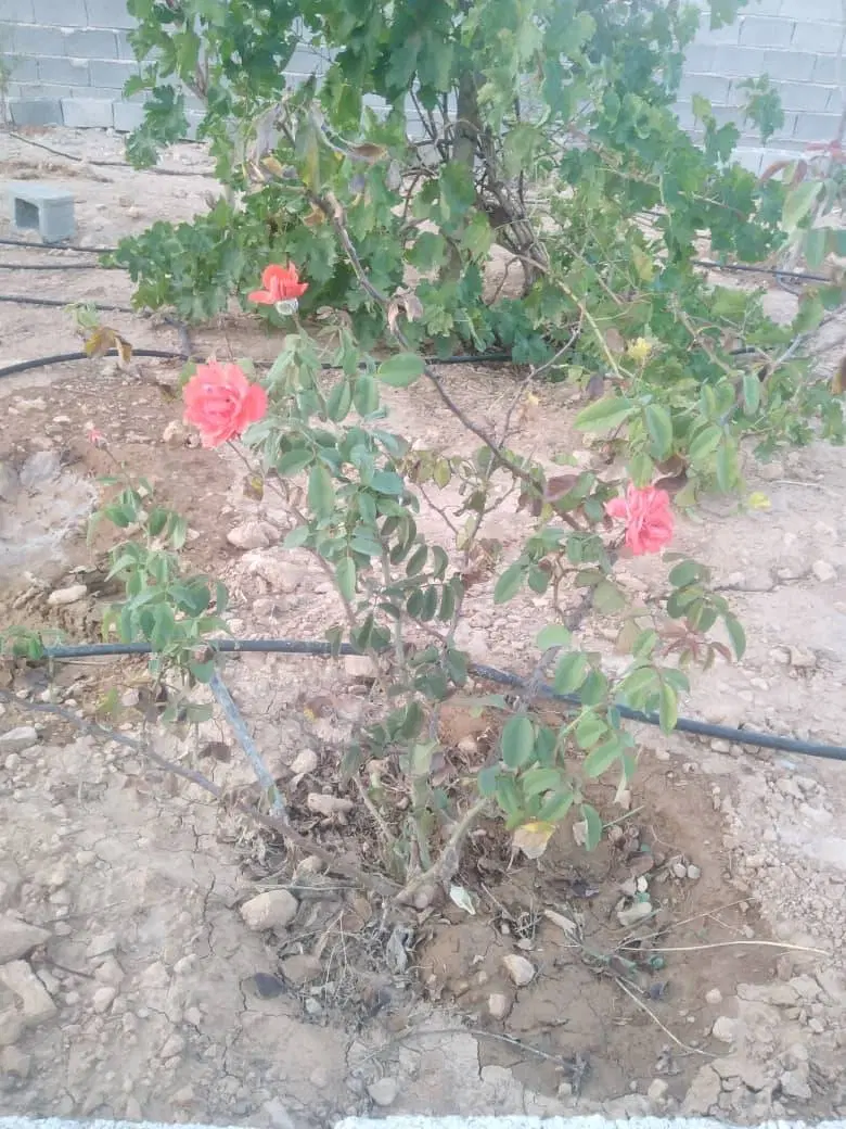 تصویر 10