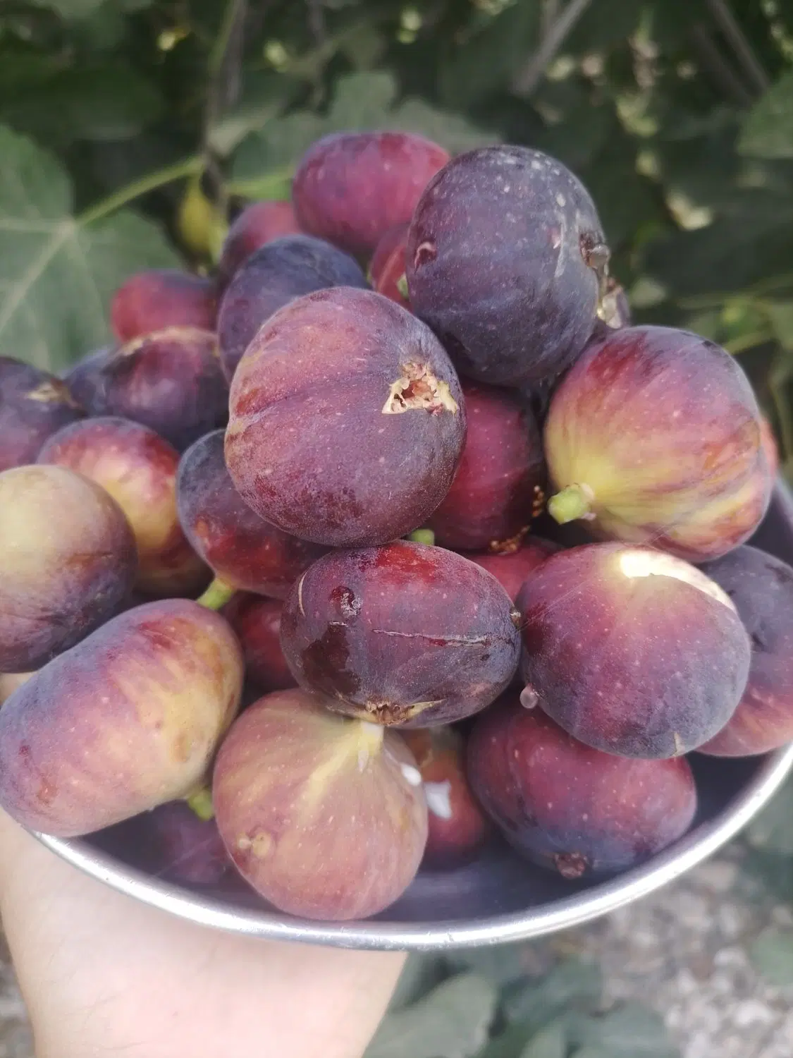 میوه|خوردنی و آشامیدنی|گنبد کاووس, |دیوار