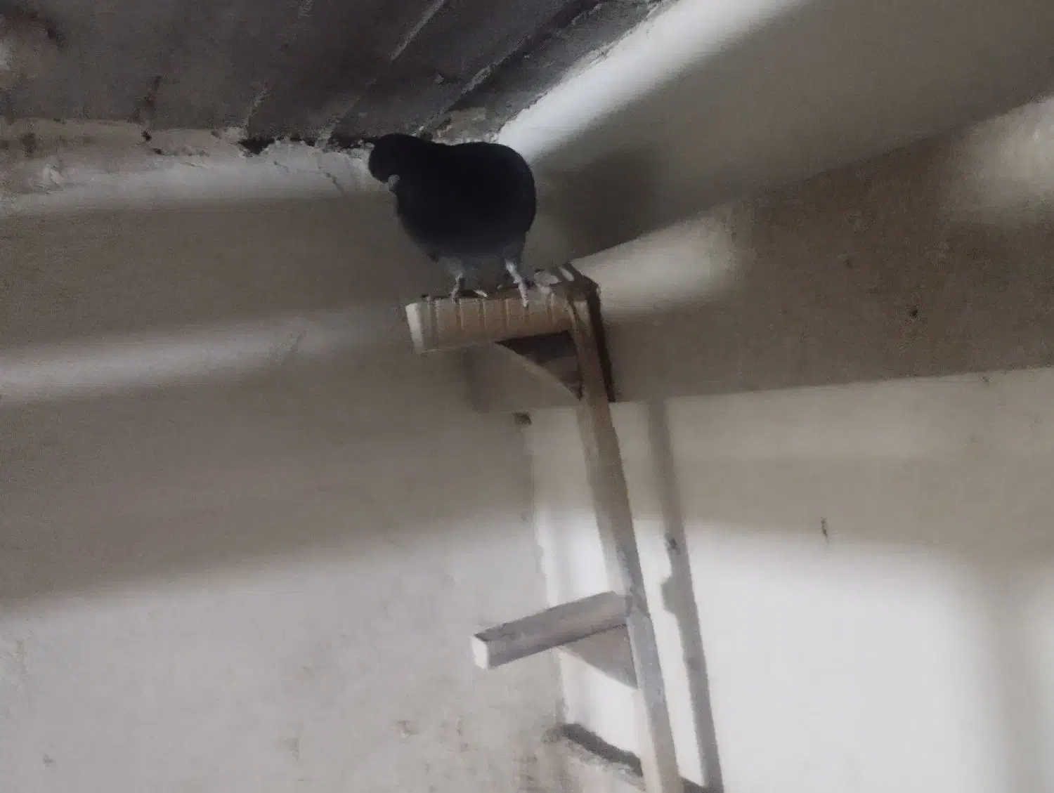 کبوتر|پرنده|سعدآباد, |دیوار