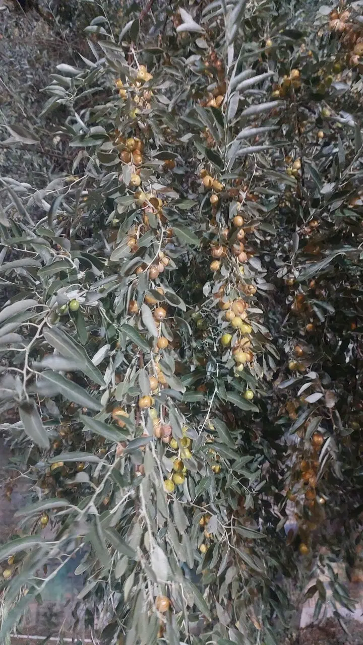 سنجد|خوردنی و آشامیدنی|مشهد, قائم|دیوار